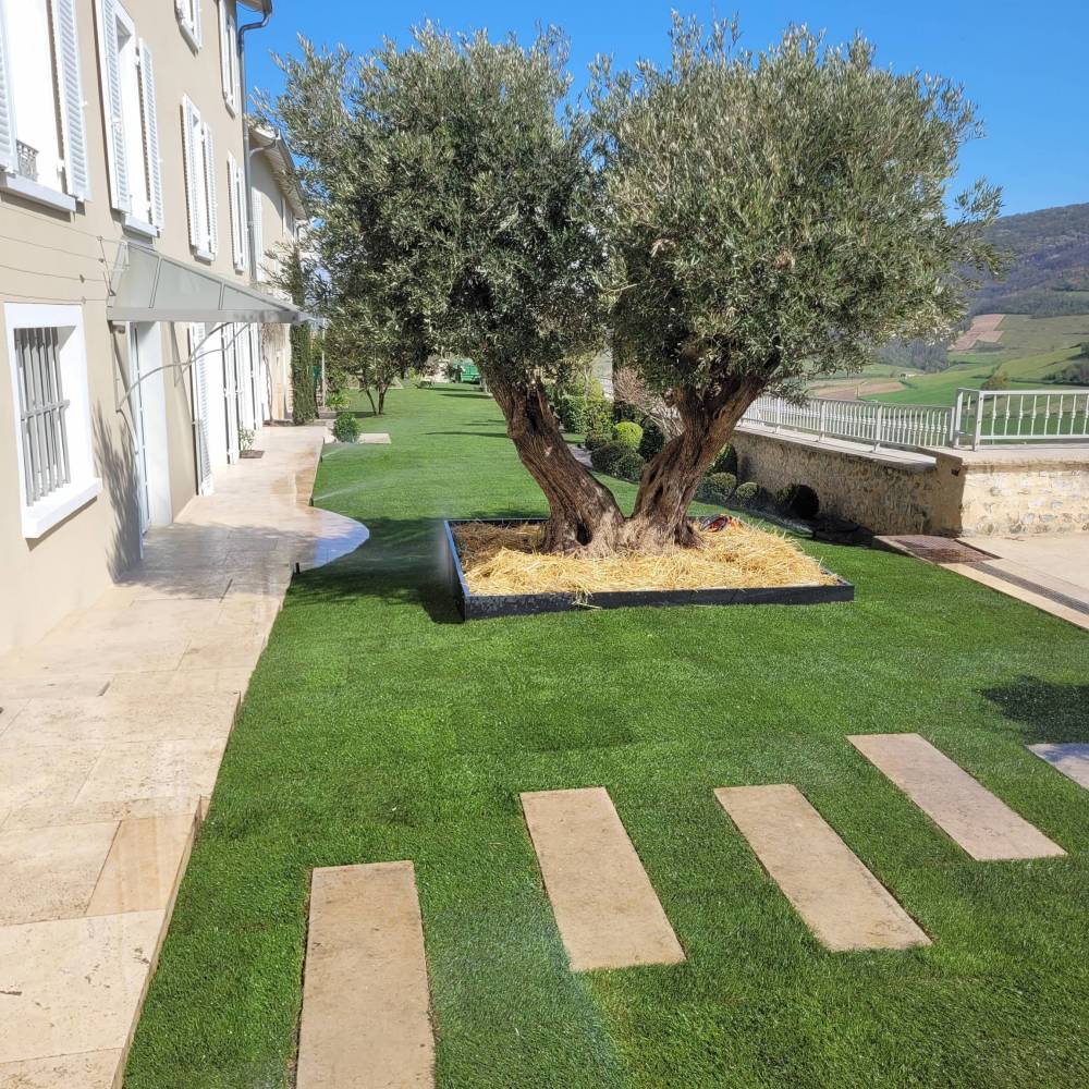 arbre olivier
